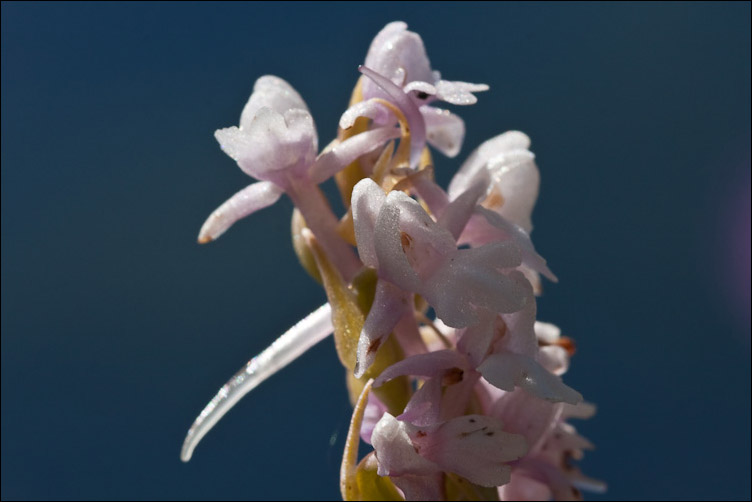 Orchidee di alta quota